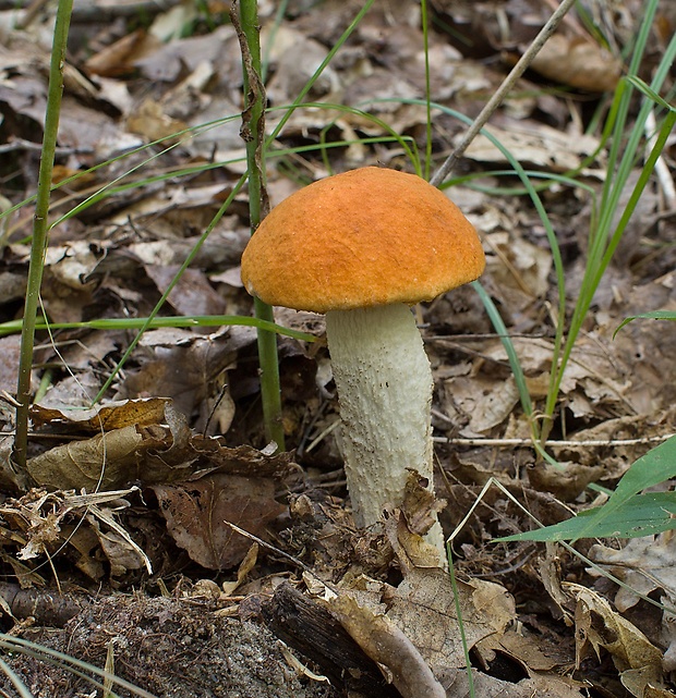 kozák osikový Leccinum albostipitatum den Bakker & Noordel.