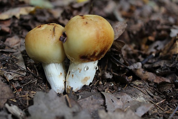 plávka smradľavá Russula foetens Pers.