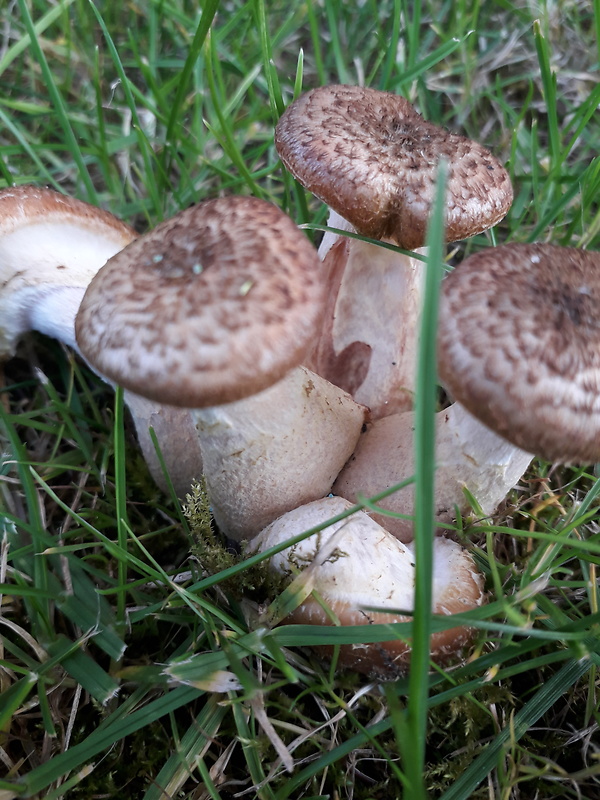 podpňovka Armillaria sp.