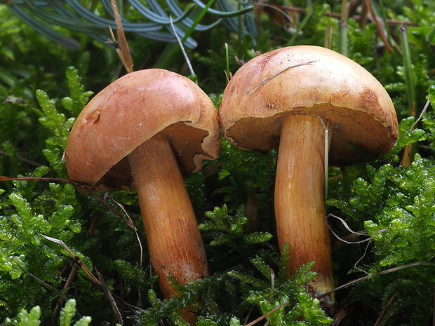 meďovec korenistý Chalciporus piperatus (Bull.) Bataille