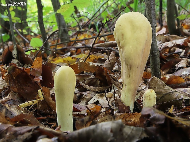 kyjak obrovský Clavariadelphus pistillaris (Fr.) Donk