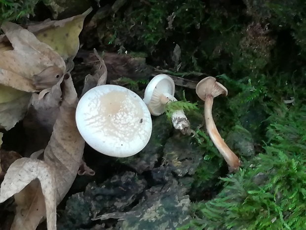 machovka obyčajná Clitopilus prunulus (Scop.) P. Kumm.