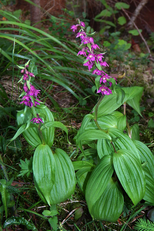 kruštík tmavočervený pravý Epipactis atrorubens subsp. atrorubens (Hoffm.) Besser