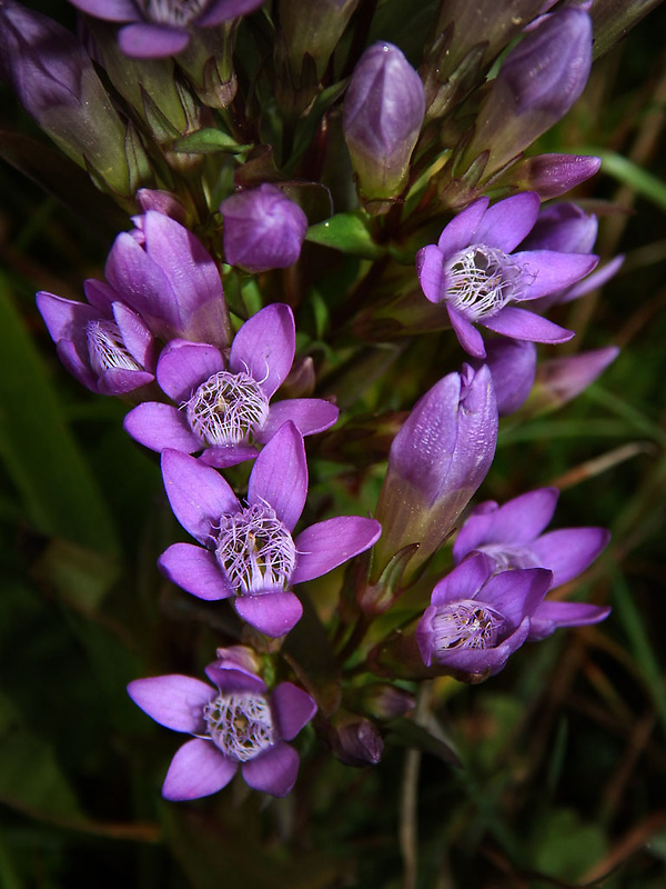 horček žltkastý karpatský Gentianella lutescens subsp. carpatica (Wettst.) Holub