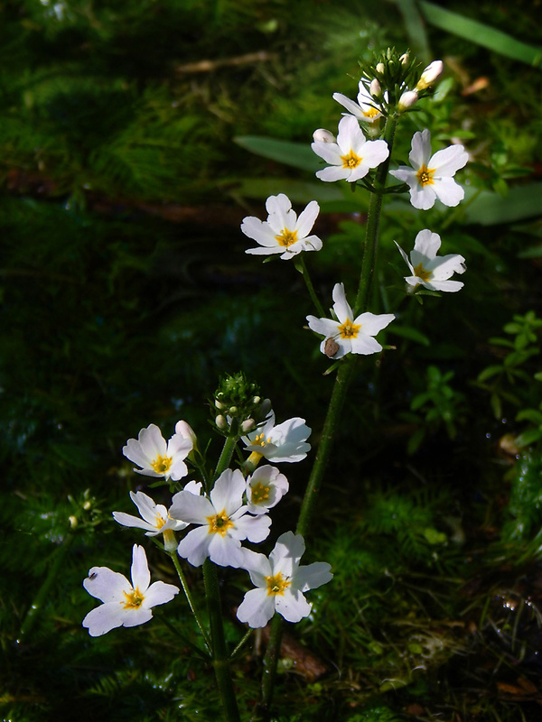 perutník močiarny Hottonia palustris L.