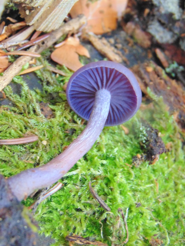 lakovka ametystová Laccaria amethystina (Huds.) Cooke