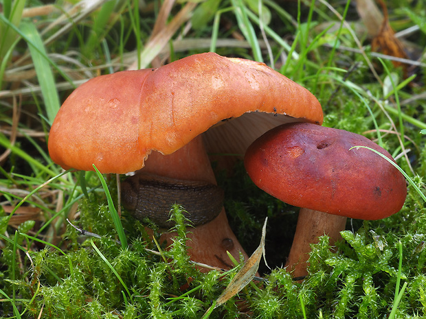 rýdzik hrdzavý Lactarius fulvissimus Romagn.