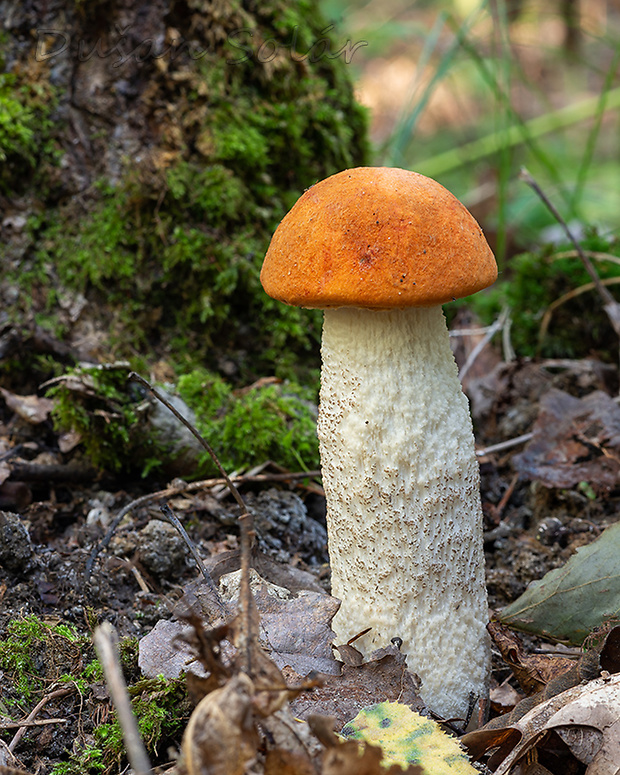 kozák osikový Leccinum albostipitatum den Bakker & Noordel.