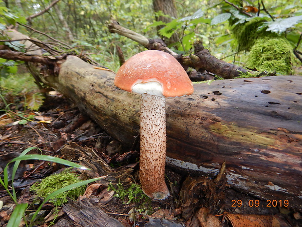 kozák dubový Leccinum aurantiacum (Bull.) Gray