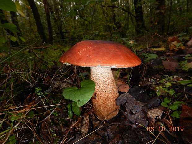 kozák dubový Leccinum aurantiacum (Bull.) Gray