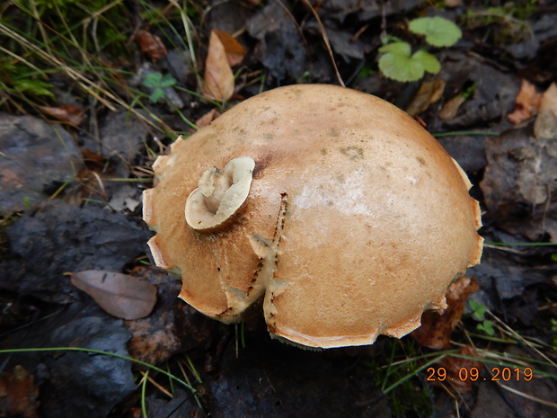 kozák topoľový Leccinum duriusculum (Schulzer ex Kalchbr.) Singer