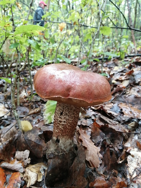 kozák Leccinum sp.