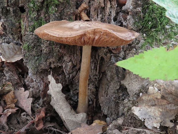 štítovka jelenia Pluteus cervinus (Schaeff.) P. Kumm.