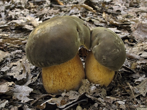 hríb bronzový Boletus aereus Bull. ex Fr.