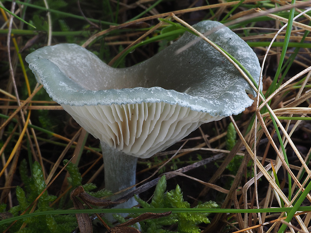 strmuľka anízová Clitocybe odora (Bull.) P. Kumm.