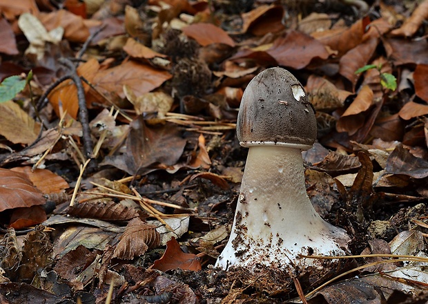 bedľa vysoká Macrolepiota procera (Scop.) Singer