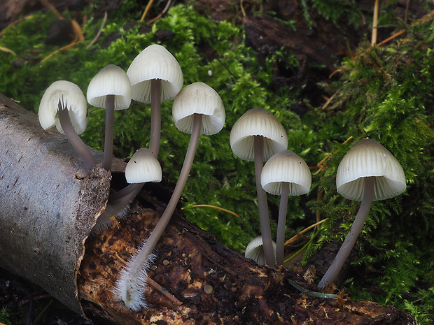 prilbička olivovožltá Mycena arcangeliana Bres.