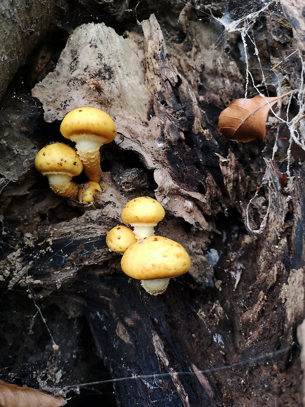 šupinovka citrónovožltá Pholiota limonella (Peck) Sacc.