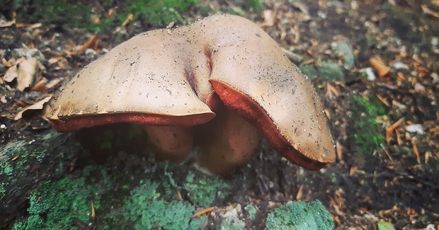 hríb zrnitohlúbikový Sutorius luridiformis (Rostk.) G. Wu & Zhu L. Yang