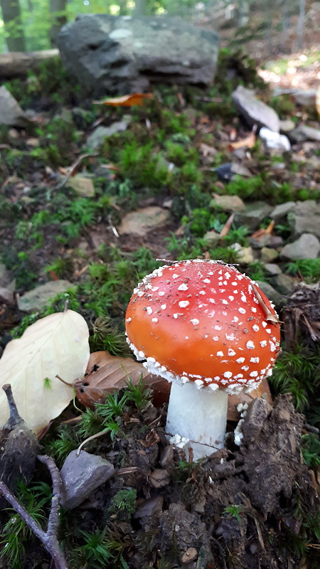 muchotrávka červená Amanita muscaria (L.) Lam.