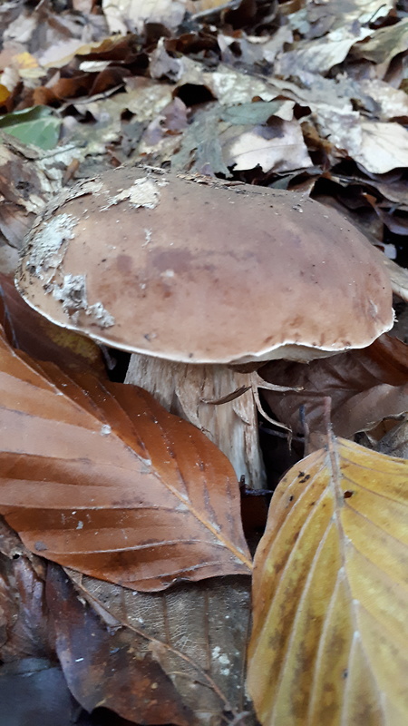 hríb smrekový Boletus edulis Bull.