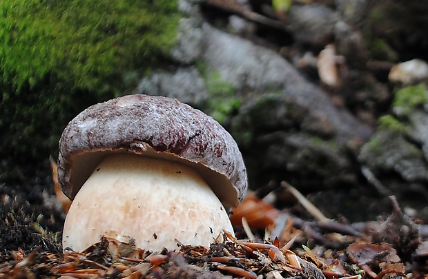 hríb sosnový Boletus pinophilus Pil. et Dermek in Pil.