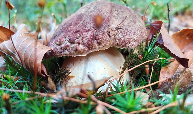 hríb sosnový Boletus pinophilus Pil. et Dermek in Pil.