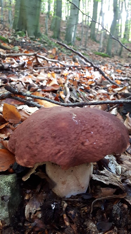 hríb sosnový Boletus pinophilus Pil. et Dermek in Pil.