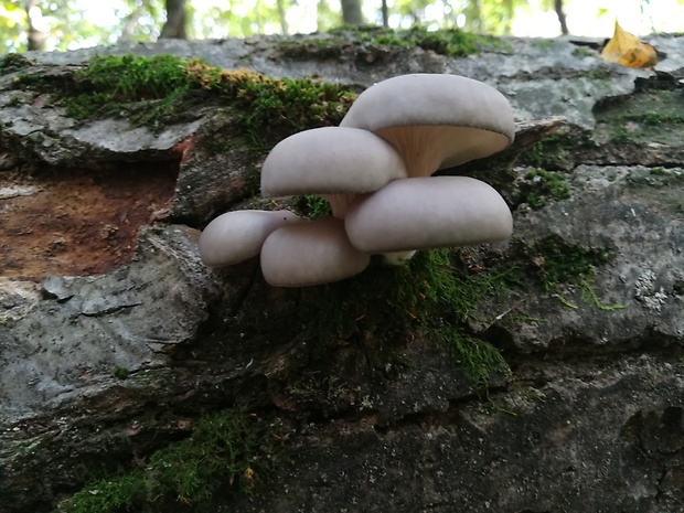 hliva ustricovitá Pleurotus ostreatus (Jacq.) P. Kumm.