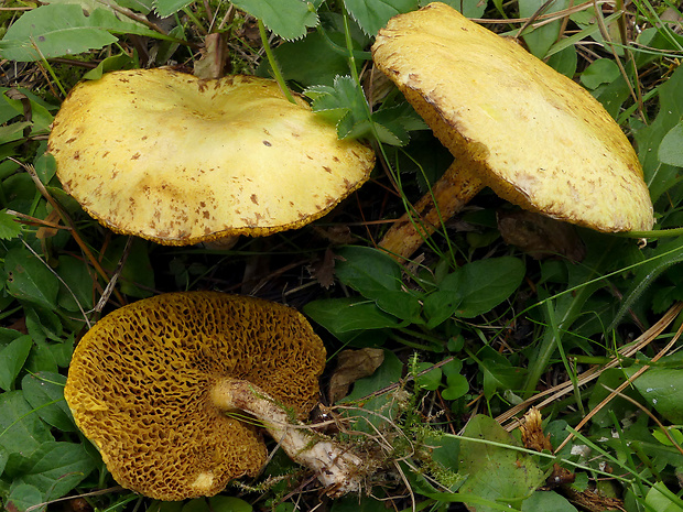 masliak sibírsky Suillus sibiricus (Singer) Singer