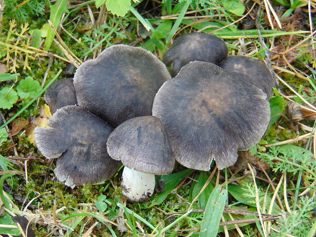 čírovka zemná Tricholoma terreum (Schaeff.) P. Kumm.