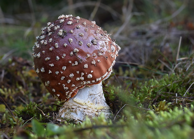 muchotrávka kráľovská Amanita regalis (Fr.) Michael