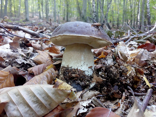 hríb smrekový Boletus edulis Bull.