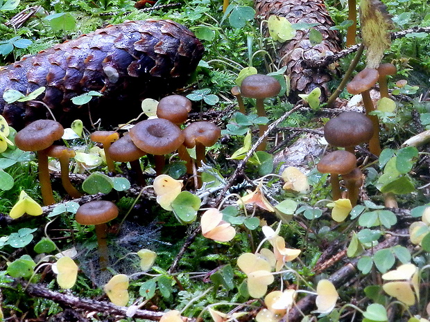 kuriatko lievikovité Craterellus tubaeformis (Fr.) Quél.