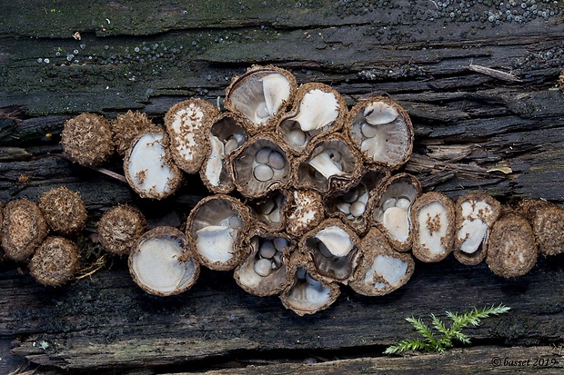 čiaškovec pásikavý Cyathus striatus (Huds.) Willd.