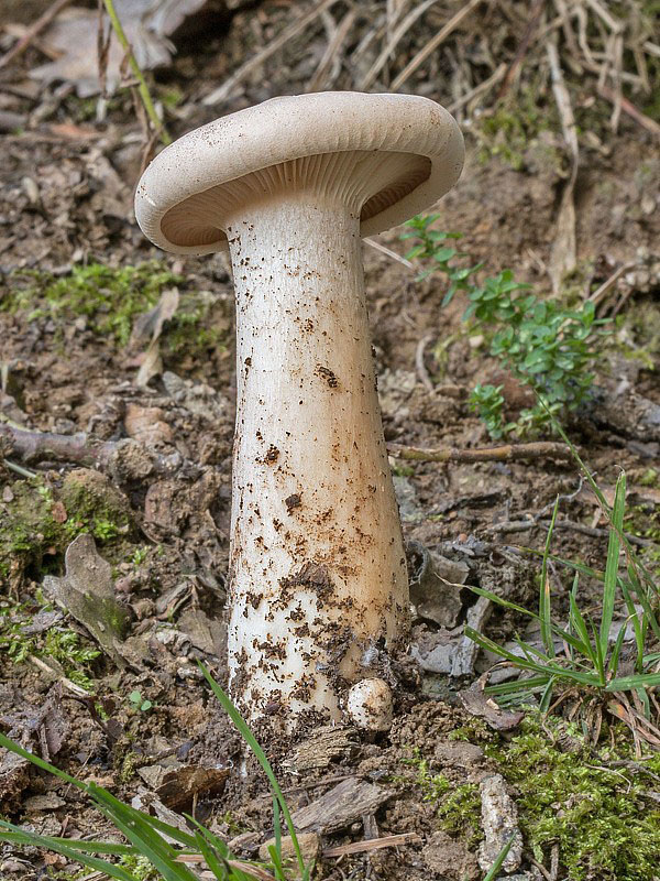 strmuľka veľká Infundibulicybe geotropa (Bull.) Harmaja