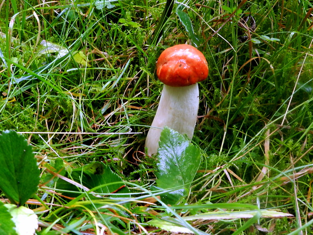 kozák osikový Leccinum albostipitatum den Bakker & Noordel.