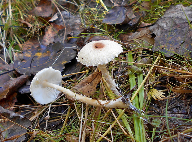 bedlička vlnatá Lepiota clypeolaria (Bull.) P. Kumm.