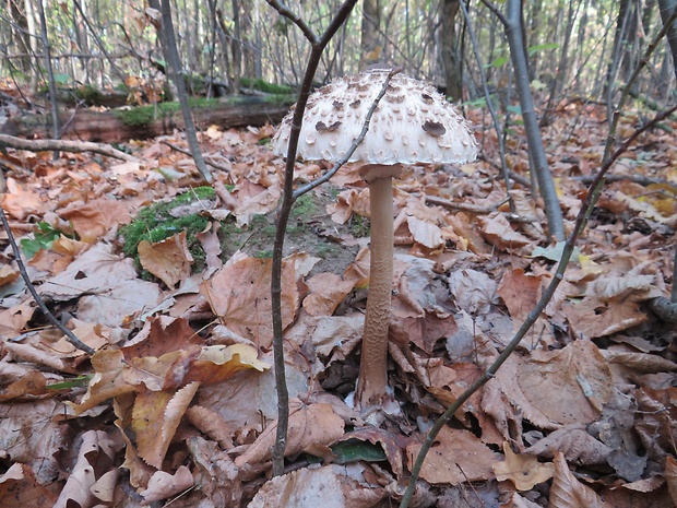 bedľa vysoká Macrolepiota procera (Scop.) Singer