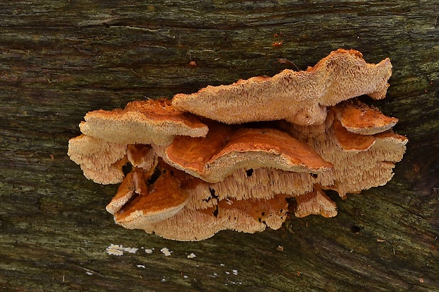 oranžovec vláknitý Pycnoporellus fulgens (Fr.) Donk