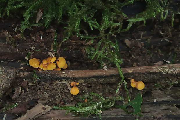 pňovka neskorá Sarcomyxa serotina (Pers.) P. Karst.