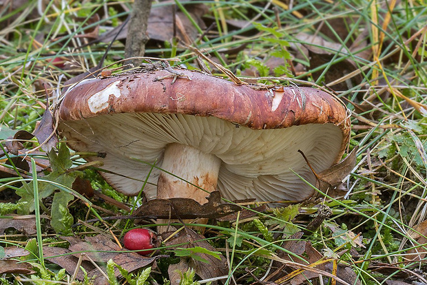 čírovka prstencová Tricholoma batschii Gulden