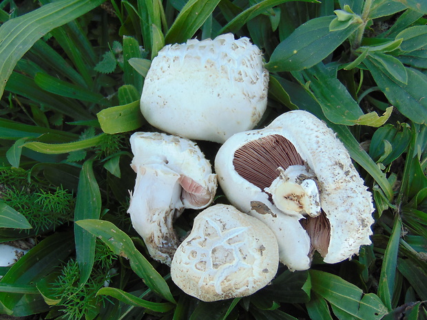 pečiarka  Agaricus