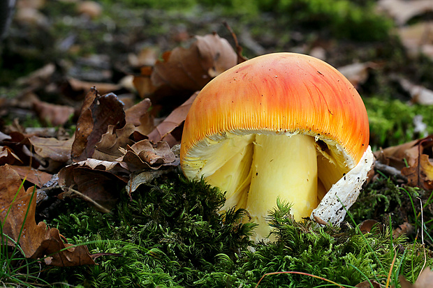 muchotrávka cisárska Amanita caesarea (Scop.) Pers.