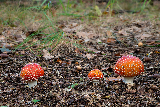 muchotrávka červená Amanita muscaria (L.) Lam.