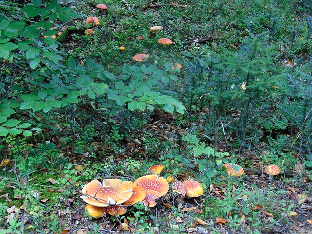 muchotrávka červená Amanita muscaria (L.) Lam.