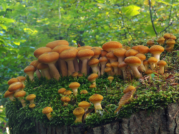 podpňovka žltá Armillaria gallica Marxm. & Romagn.