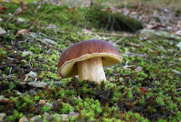 hríb smrekový Boletus edulis Bull.