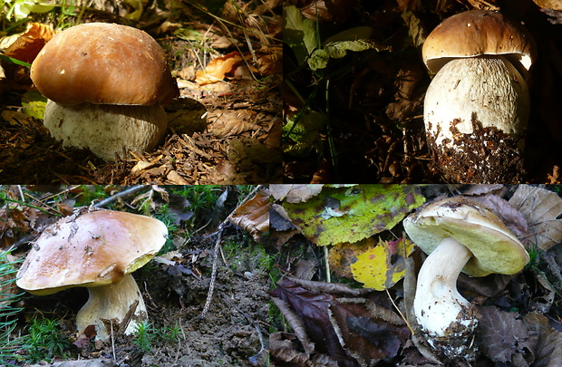 hríb Boletus sp.