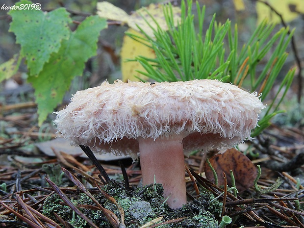 rýdzik kravský Lactarius torminosus (Schaeff.) Gray